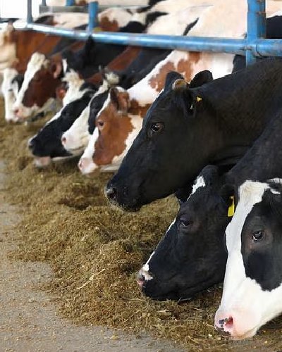 Daily Consumption of Tons of Foddar