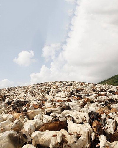Daily Gau Aarti of Thousands of Gauvansh