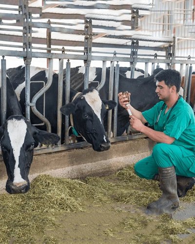 Free Hospital for Cows