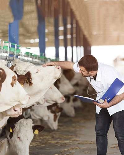 No-Charge Medical Services for Everyone cows