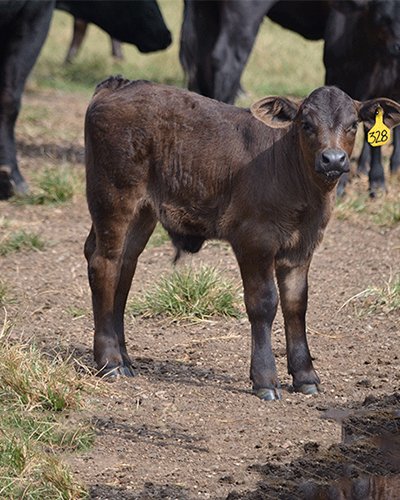 Nurture the Orphan Calves