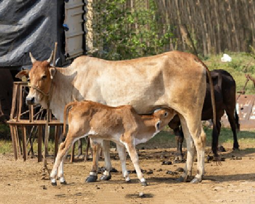 Save the Mother Cow – It Saves Our Culture and Future