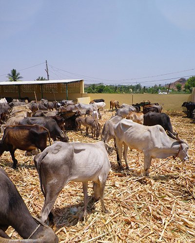 Thousands of Cow Rescue Mission