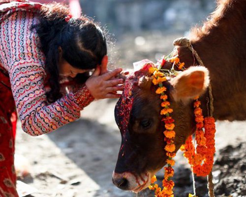 Why is cow sacred in hinduism