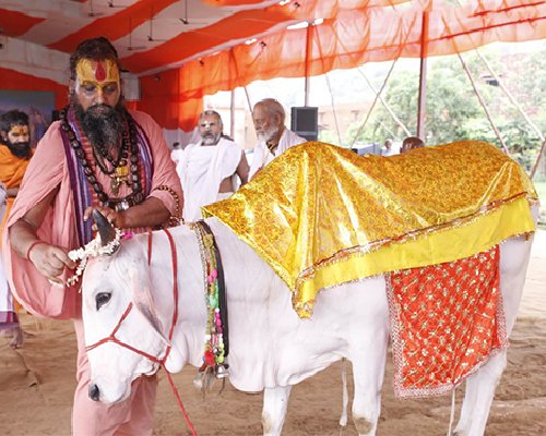 Why Mother cow is the Backbone of our Culture & Festivals